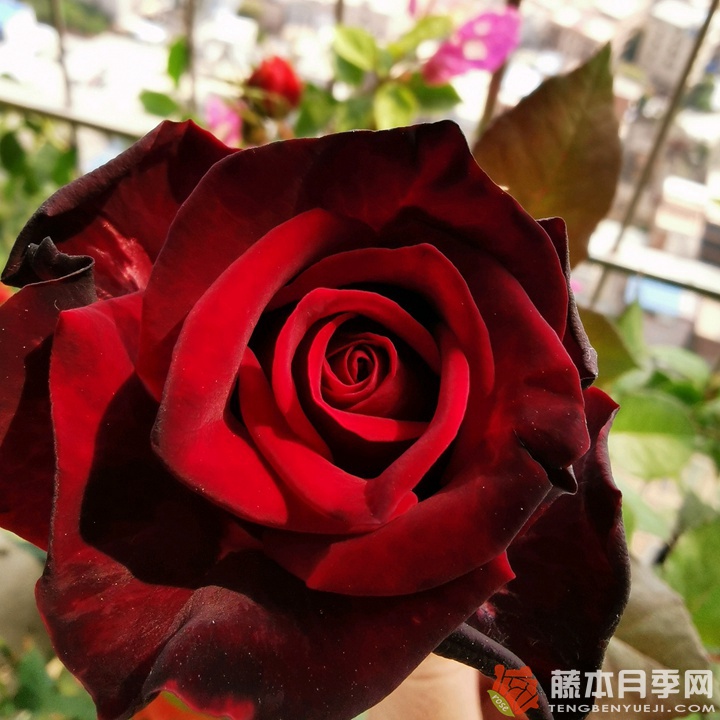 黑金 黑金