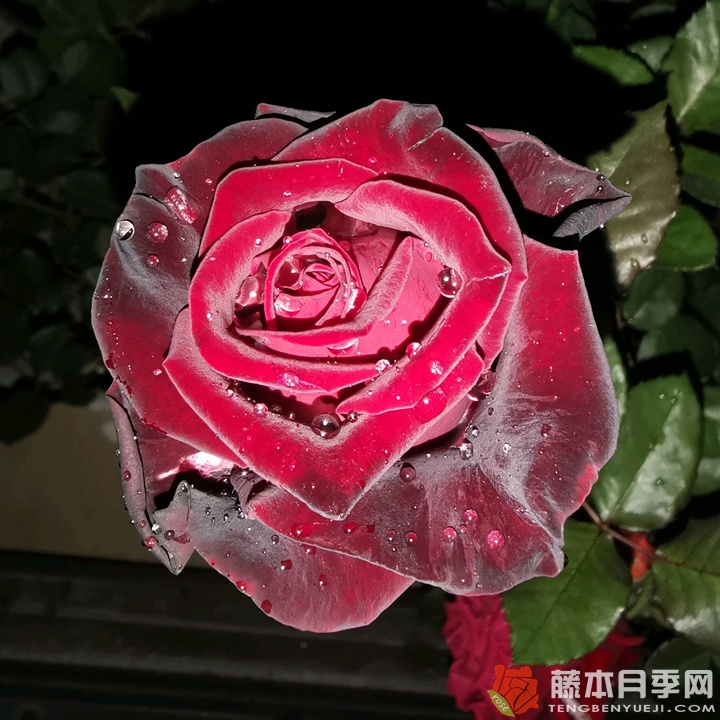 黑金BlackGold 黑金BlackGold