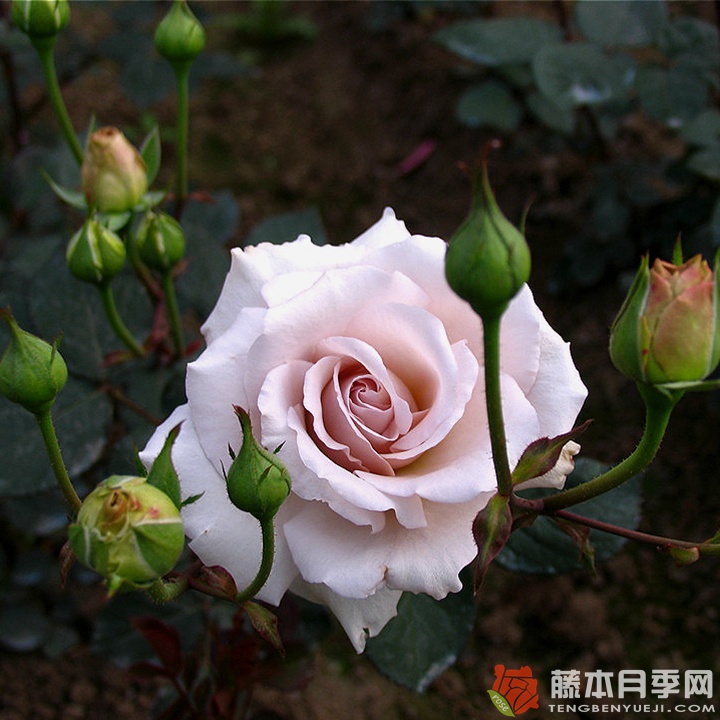 灰钻Diamond Gray 灰钻Diamond Gray
