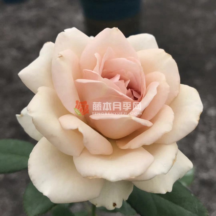 灰钻Diamond Gray 灰钻Diamond Gray