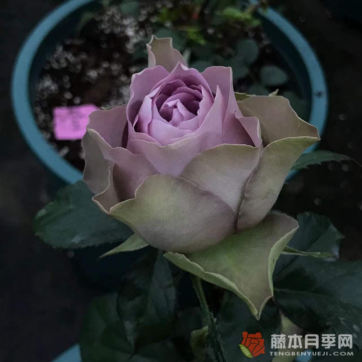 塔拉 塔拉