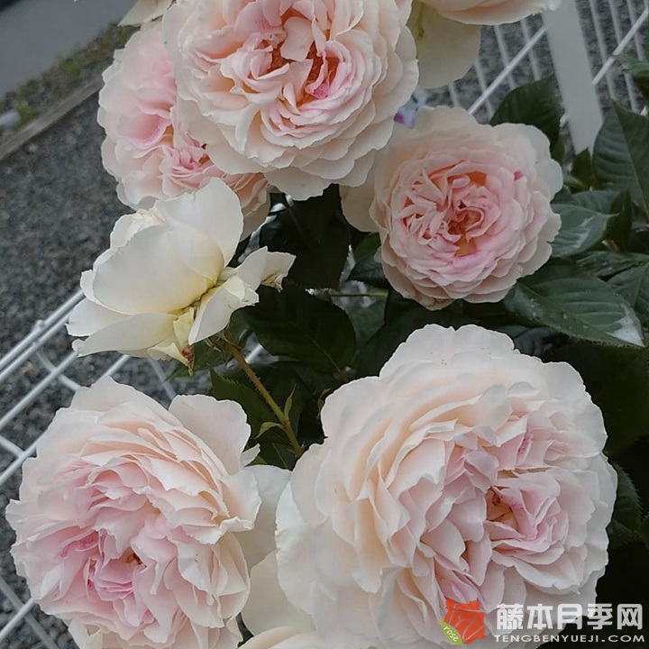 根西Holiday Island Guernsey 根西Holiday Island Guernsey