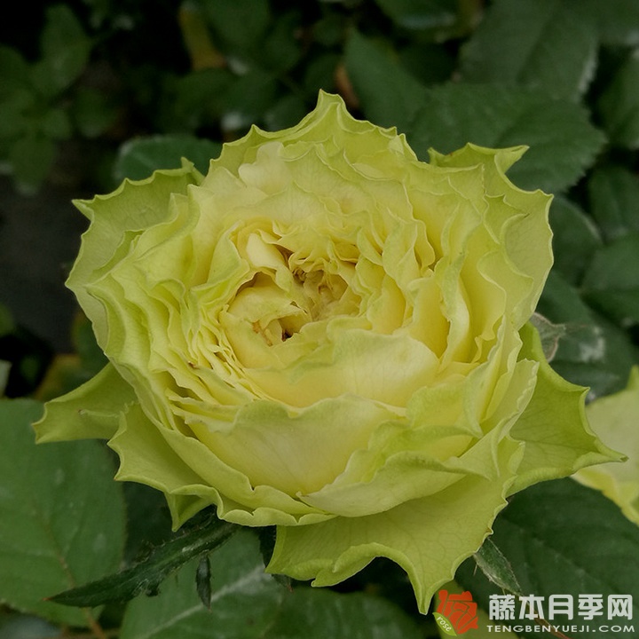 柠檬水Lemonade 柠檬水Lemonade