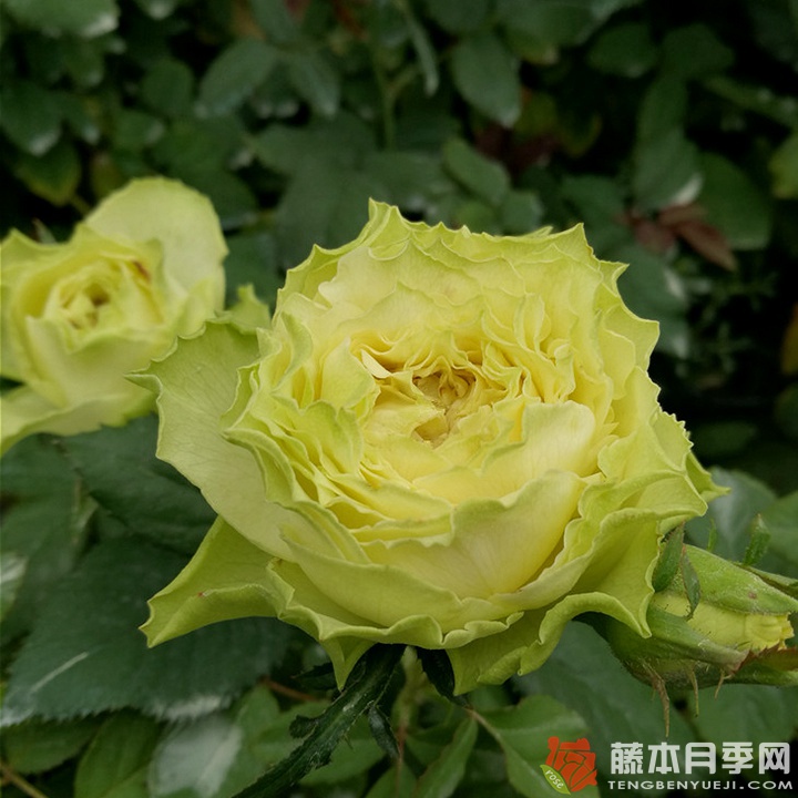 柠檬水Lemonade 柠檬水Lemonade