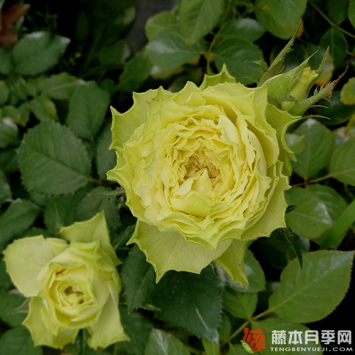 柠檬水Lemonade 柠檬水Lemonade