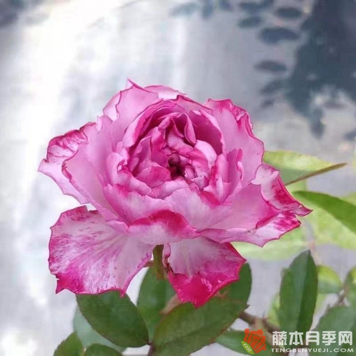 樱花飘/希拉里 樱花飘/希拉里Hirari