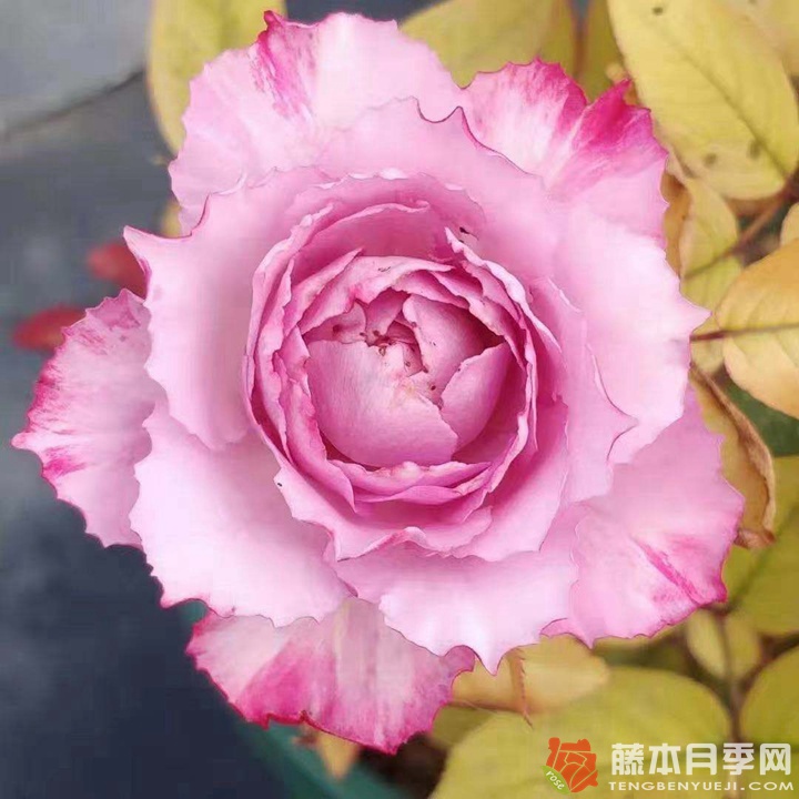 樱花飘/希拉里 樱花飘/希拉里Hirari