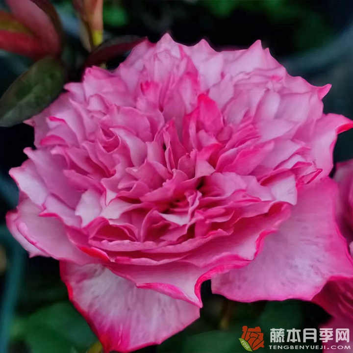 樱花飘/希拉里 樱花飘/希拉里Hirari