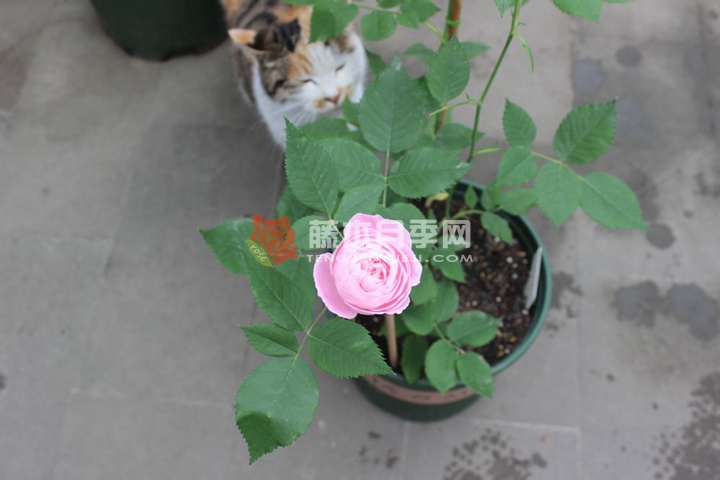 皮埃尔欧格夫人月季优缺点 皮埃尔欧格夫人月季优缺点