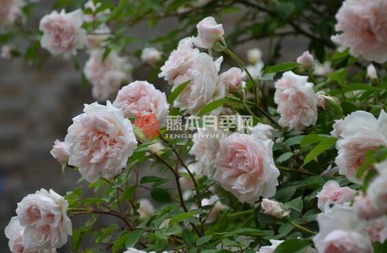 中国绯红茶香/屏东月季优缺点分析 中国绯红茶香/屏东月季优缺点分析