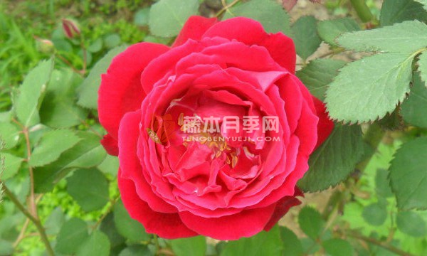 软香红月季的优缺点 软香红月季的优缺点