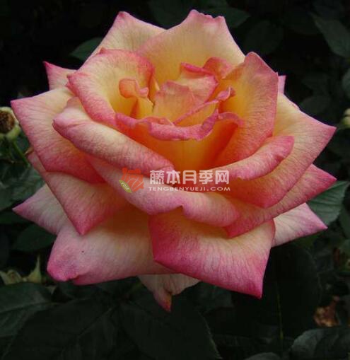 希拉之乡月季优缺点 希拉之乡月季优缺点