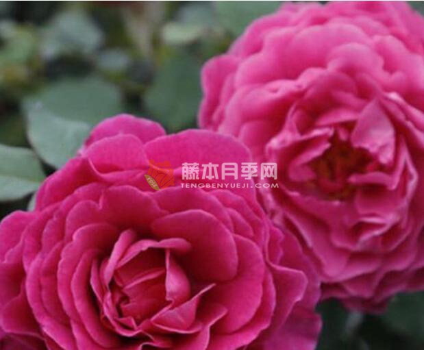 扇子月季的优缺点 扇子月季的优缺点