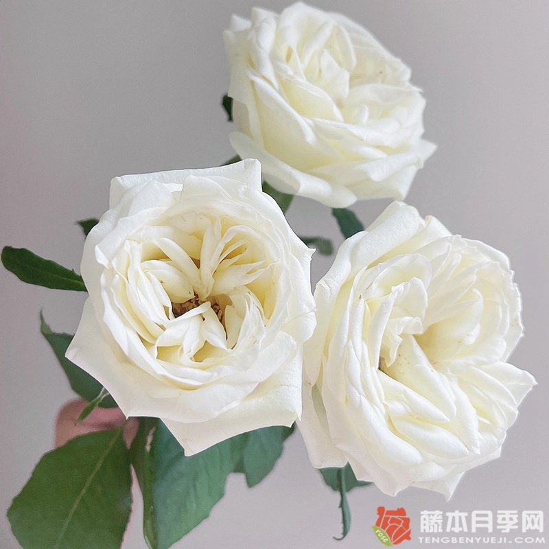南诏公主 南诏公主