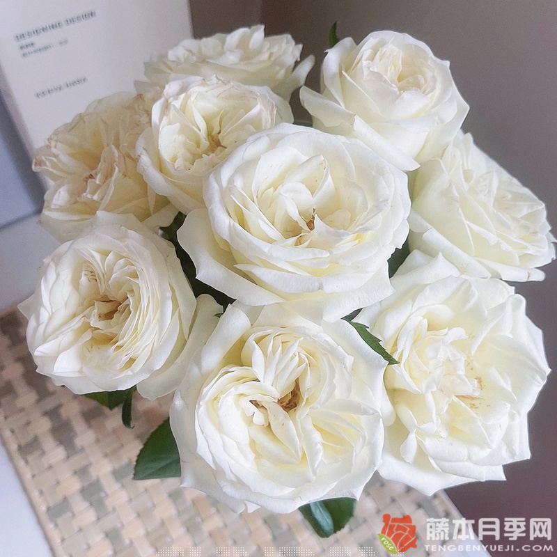 南诏公主 南诏公主