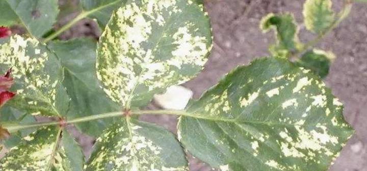 月季病毒病的症状及防治方法 月季病毒病的症状及防治方法