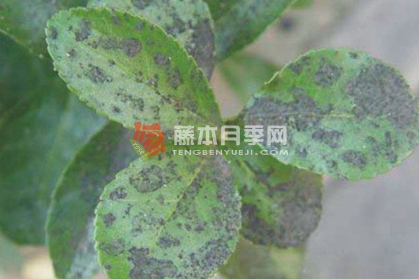 月季煤污病危害症状及防治方法 月季煤污病危害症状及防治方法