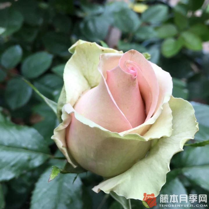 梦境 梦境