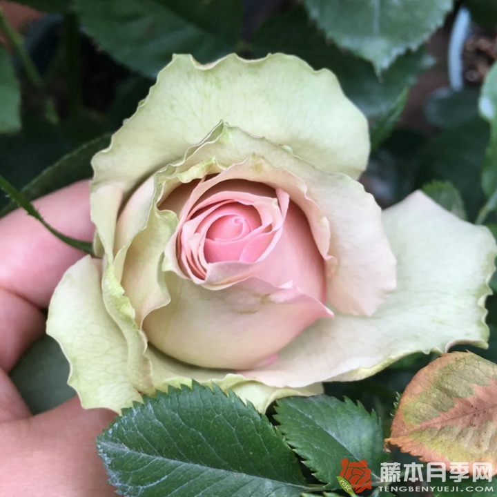梦境 梦境