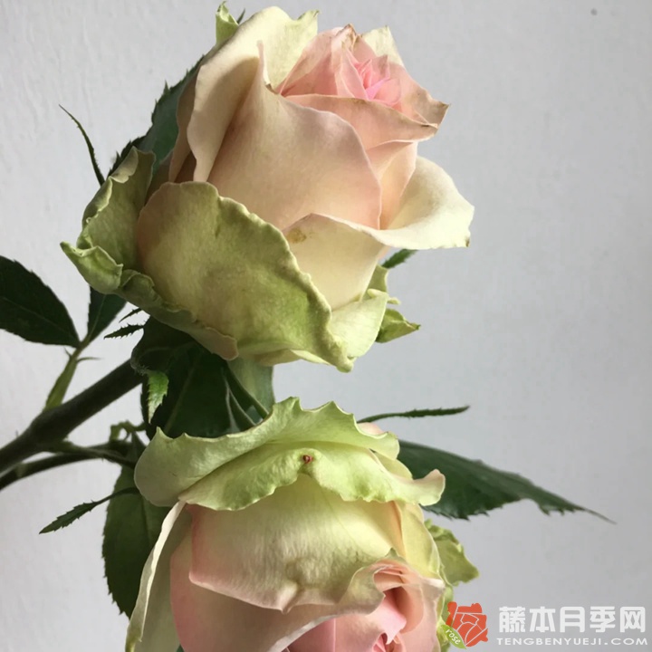 梦境 梦境
