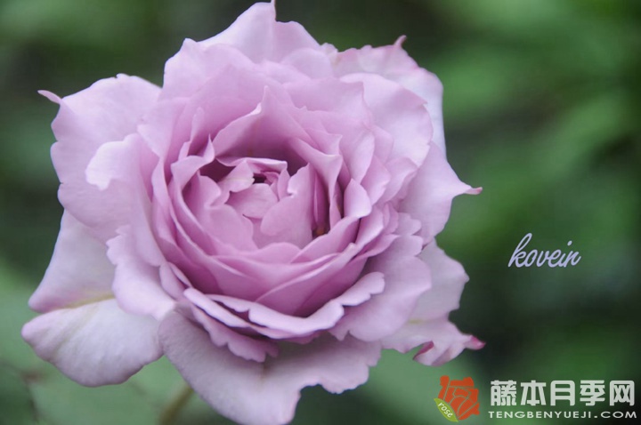 莎龙/沙龙Salon 莎龙/沙龙Salon