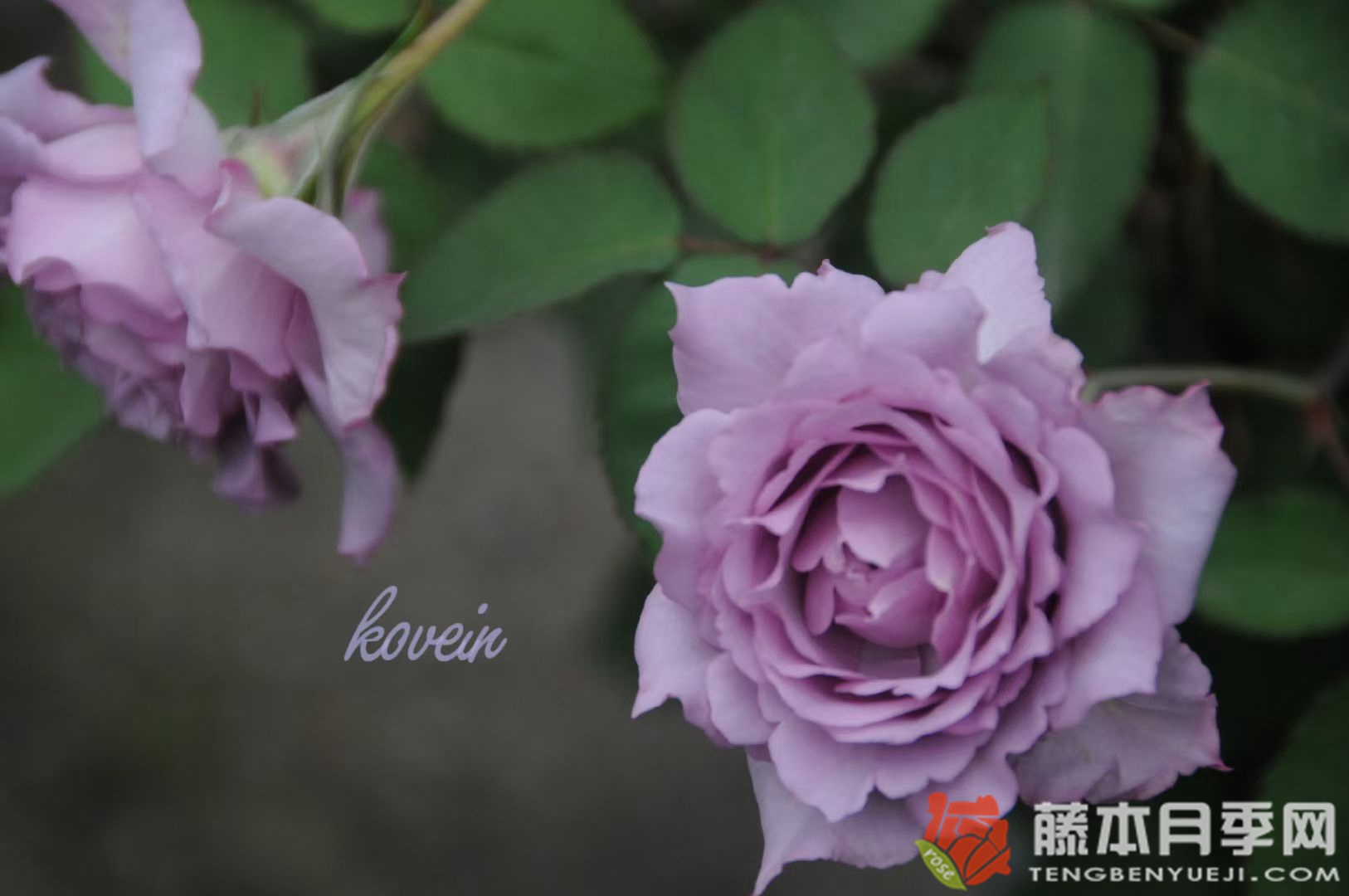 莎龙/沙龙Salon 莎龙/沙龙Salon