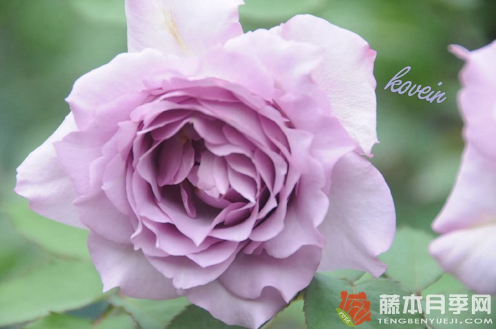莎龙/沙龙Salon 莎龙/沙龙Salon