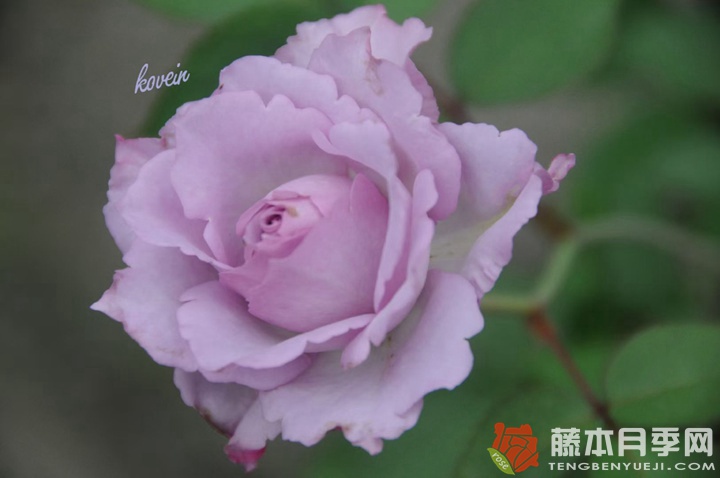 莎龙/沙龙Salon 莎龙/沙龙Salon
