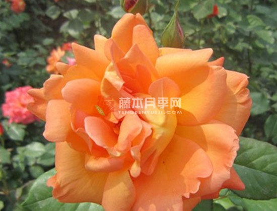 杰斯塔乔伊月季优缺点 杰斯塔乔伊月季优缺点