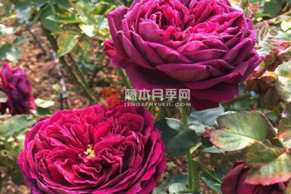 王子月季的优缺点 王子月季的优缺点