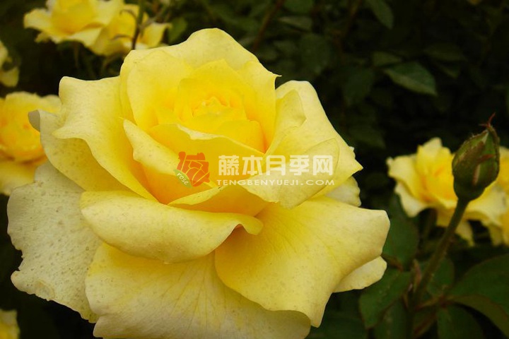 1657361968337442.jpg 金牌.jpg