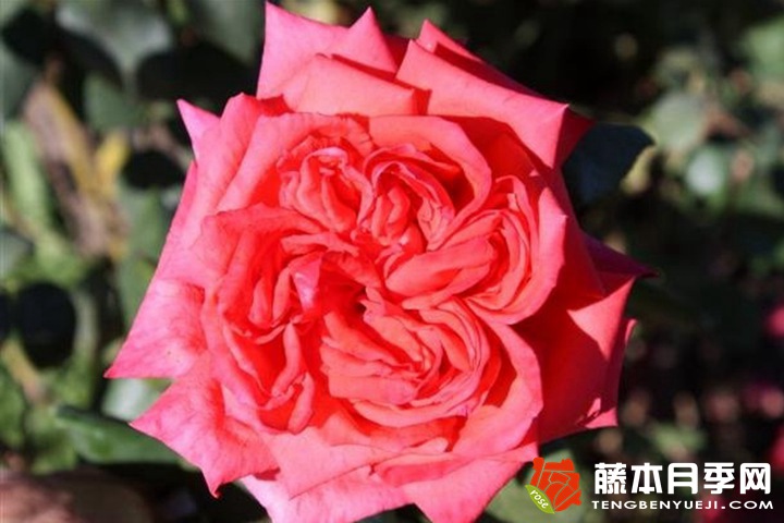 热蜡月季的优缺点 热蜡月季的优缺点