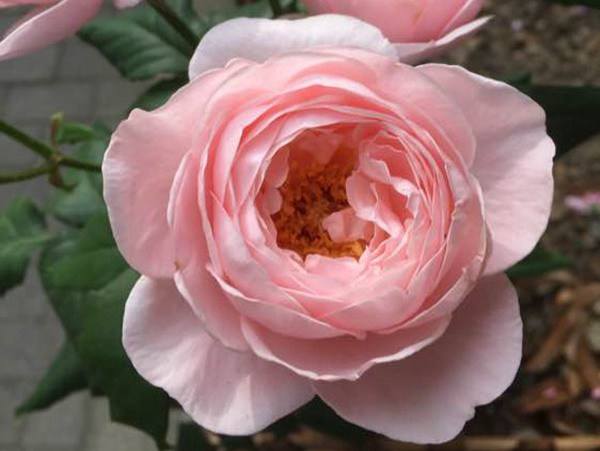 玛希娜月季优缺点 玛希娜月季优缺点