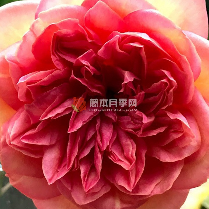 克莱蒙蒂娜月季的优缺点 克莱蒙蒂娜月季的优缺点