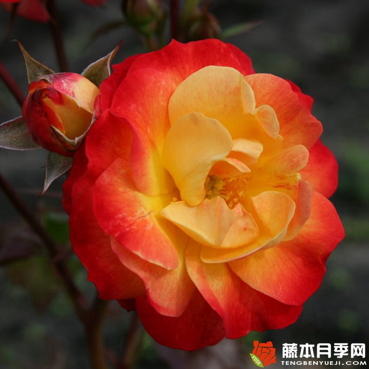 火鸟 火鸟