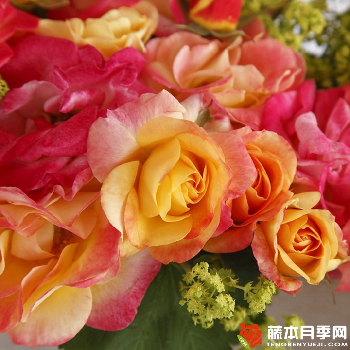 火鸟月季 火鸟月季