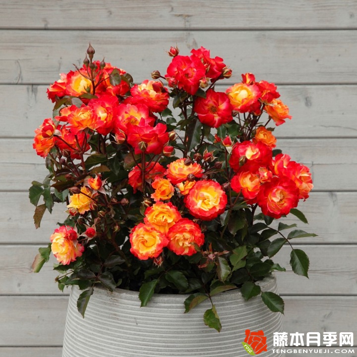 火鸟月季 火鸟月季