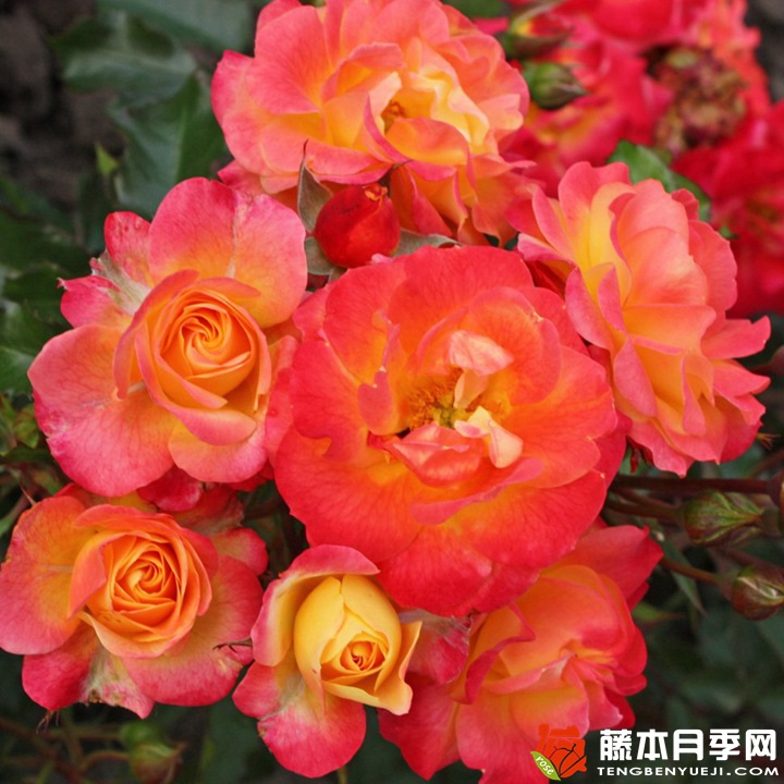 火鸟月季 火鸟月季
