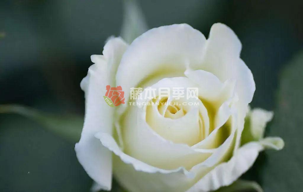 第一白月季优缺点 第一白月季优缺点