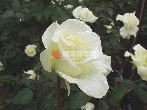 肯尼迪月季 肯尼迪月季