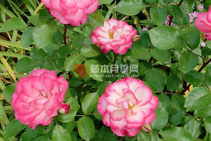 新奥运月季的优缺点 新奥运月季的优缺点