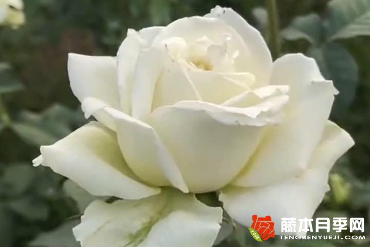 白葡萄酒月季优缺点 白葡萄酒月季优缺点