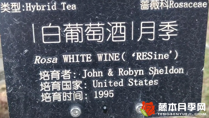 白葡萄酒月季优缺点 白葡萄酒月季优缺点
