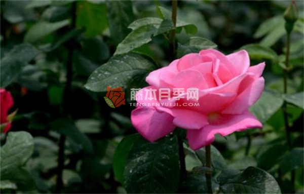 香欢喜月季 香欢喜月季