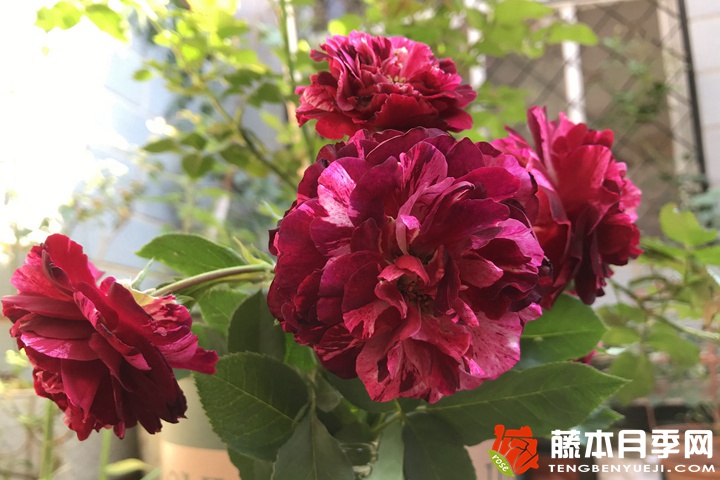 吉普赛女郎月季 吉普赛女郎月季