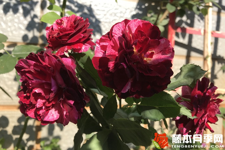 吉普赛女郎月季 吉普赛女郎月季