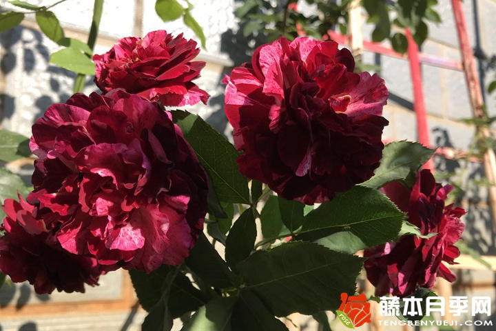吉普赛女郎月季 吉普赛女郎月季