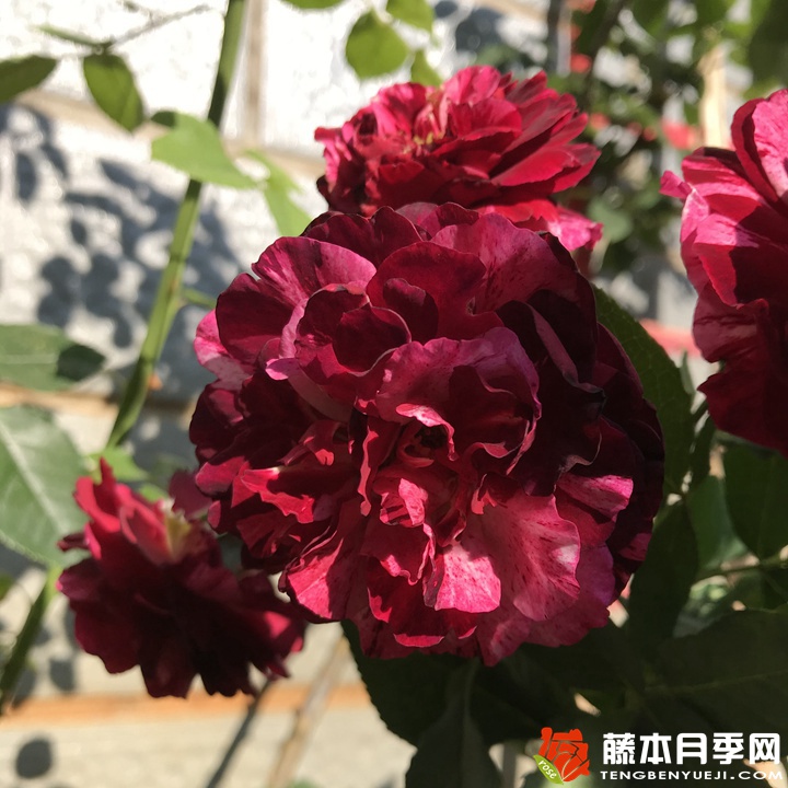 吉普赛女郎月季 吉普赛女郎月季
