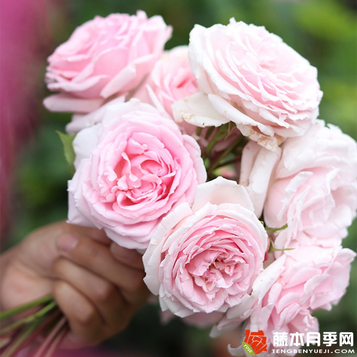 克里斯汀船长的优缺点 克里斯汀船长的优缺点