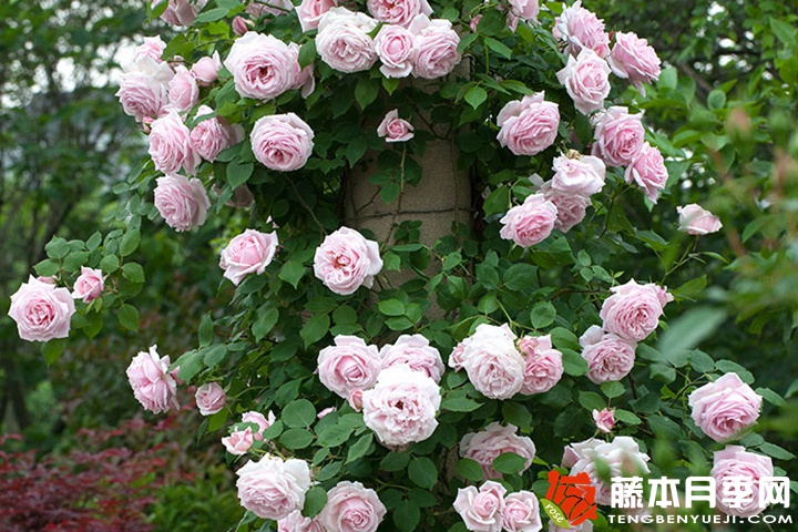 克里斯汀船长的优缺点 克里斯汀船长的优缺点